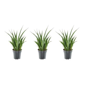 Schwiegermutterzunge, Sansevieria Kirkii - 38 cm - ø12