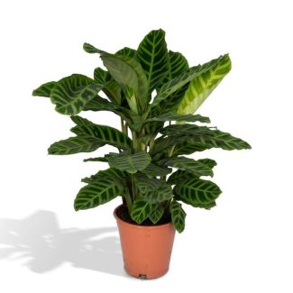 Pfauenpflanze