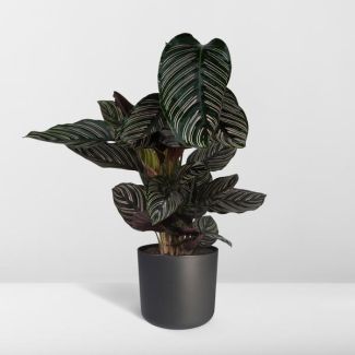 Zebrakraut - Ø19cm - ↕75cm
