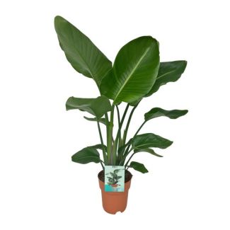 Weiße Paradiesvogelblume, Strelitzia Nicolai, Ø19cm - ↕90cm