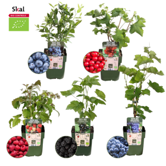5 verschiedene biologische Obstpflanzen, Kletterpflanzen, Himbeere, Brombeere, Johannisbeere, Heidelbeere, Blaue Traube, Ø12 cm - ↕20 cm