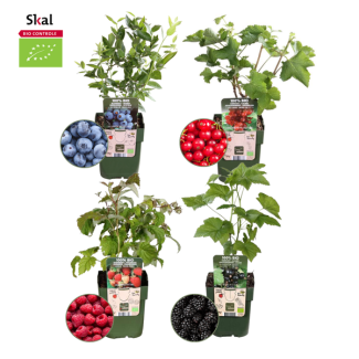 Set aus 4 verschiedenen 100% biologischen Obstpflanzen, Himbeere, Rote Johannisbeere, Blaubeere, Brombeere, Biologisches Obstparadies-Paket, Ø12 cm - ↕20 cm