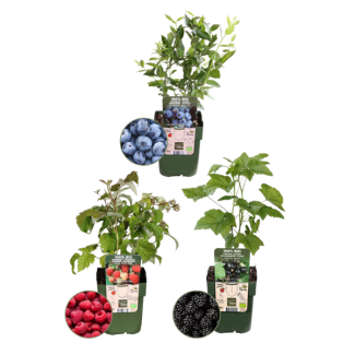 Set von 3 verschiedenen 100% biologischen Obstpflanzen, Himbeere, Blaubeere, Brombeere Süßes Früchteparty-Paket, Ø12 cm - ↕20 cm