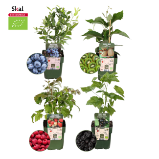Set von 4 verschiedenen 100% biologischen Obstpflanzen, Himbeere, Blaubeere, Kiwi, Brombeere Sommerfrüchte Mix Paket, Ø12 cm - ↕20 cm
