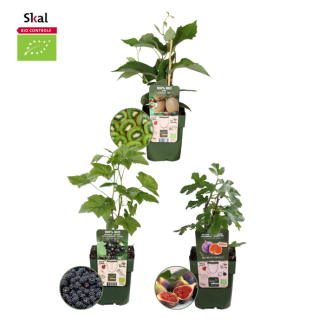Set von 3 verschiedenen 100% biologischen Obstpflanzen, Feige, Kiwi, Brombeere, Das Trio Süße Ernte, Ø12 cm - ↕20 cm