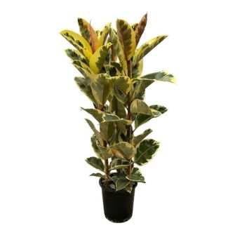 Indischer Gummibaum Ficus Elastica Tineke Strauch für drinnen, 160 cm hoch, Ø28cm