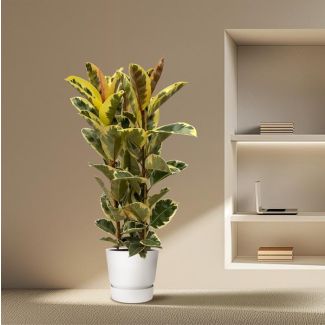 Indischer Gummibaum Ficus Elastica Tineke Strauch für drinnen, 160 cm hoch, Ø28cm