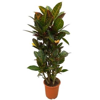 Bunte Blickfang Codiaeum (Croton) Petra, verzweigte Zimmerpflanze 100 cm hoch, Ø21cm
