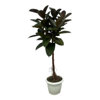 Immergrüne Zimmerpflanze Indischer Gummibaum (Ficus Elastica Robusta Stamm), 160 cm hoch, Ø32cm