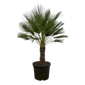 Zwergpalme oder Chamaerops humilis auf Stamm - 150 cm - Ø45 cm - für außen und innen