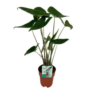 Zebrapflanze, Tropisches und Exotisches Aussehen, Alocasia Zebrina - Ø19cm - ↕75cm hoch