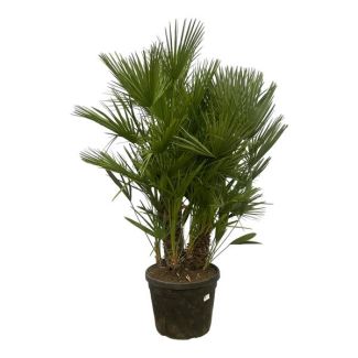 Zwergpalme oder Chamaerops humilis auf Stamm - 180 cm - Ø45 cm - für außen und innen