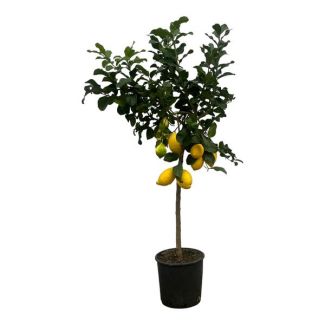 Zitronenbaum - 150 cm - Ø24cm