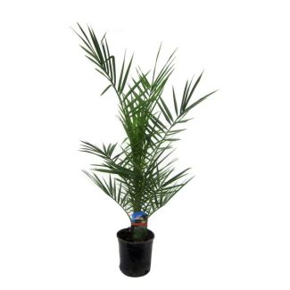 Kanarische Dattelpalme - 90 cm - Ø15 cm