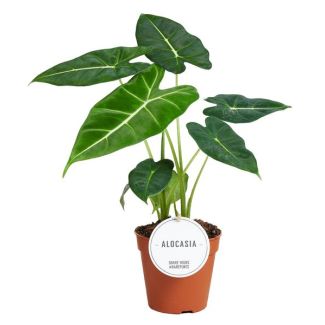 Elefantenohr, Exotische Grüne Pflanze, Alocasia Frydek - Ø12cm - ↕35cm