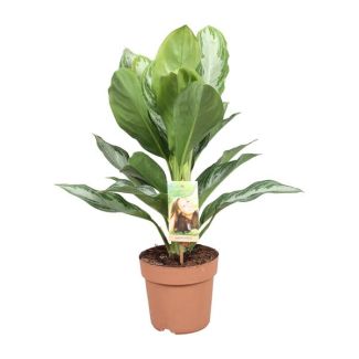 Chinesischer Immergrün - Aglaonema Silver Bay - 55 cm - Zimmerpflanze