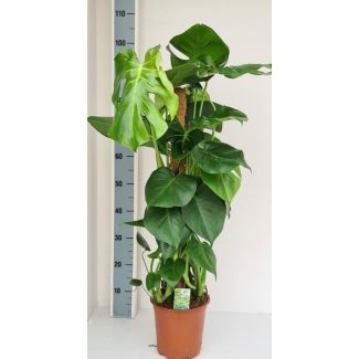Gartenplan mit Moosstab, Grüne Zimmerpflanze, Tropisch, Monstera Deliciosa - Ø19cm - ↕80cm