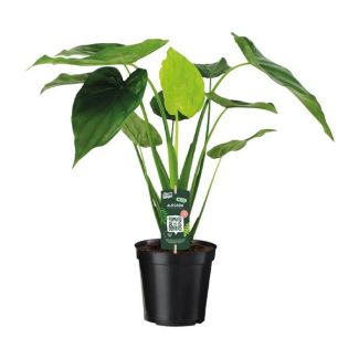 Kopfschutz-Alokasie - Ø19cm - ↕55cm