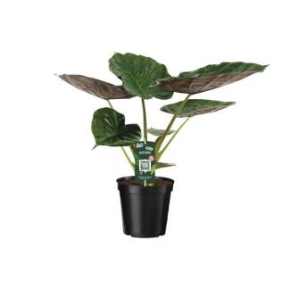 Elefantenohren, Alocasia Wentii, Grüne Pflanze, Tropisch, Ø19cm - ↕70cm