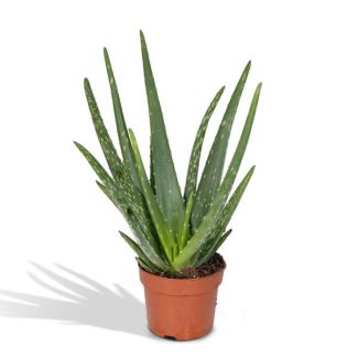 2 Stück Aloe Vera, Ø12cm - ↕40cm, Grüne Pflanze, Medizinische Eigenschaften