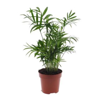 Mexikanische Zwergpalme, Zimmerpflanze, Bergpalme, Chamaedorea elegans - Ø12 - ↨40cm