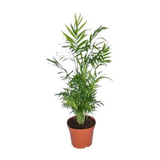 Mexikanische Zwergpalme, Zimmerpflanze, Palme, Chamaedorea elegans - Ø17 - ↨55cm