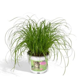 4x Katzenkraut 20 cm hoch - 4 Katzenkraut Pflanzen mit Topfdurchmesser Ø12cm - Zimmerpflanzen