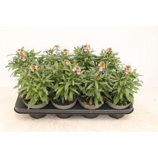 2 Stück Erysimum 'Purple Glow' - 30 cm hoch - blühende Gartenpflanze - Purpur-Steinrakete