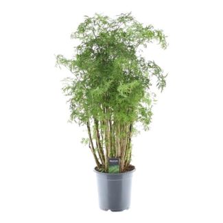 Exotische Zimmerpflanze Polyscias Hawaiiana Ming mit auffälliger Ming-förmiger Wuchsform, 100 cm hoch, Ø24cm