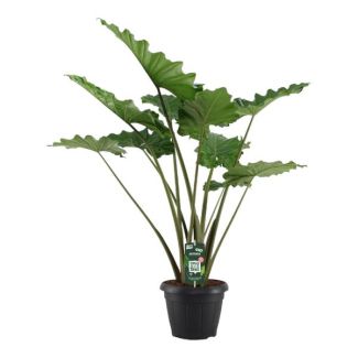 Elefantenohren (Alocasia Portodora) mit majestätischen Blättern, Ø34cm, 140 cm hoch