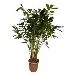 Zimmerpflanze Weichfaserpalme (Caryota mitis), ca. 210 cm hoch, Ø40 cm