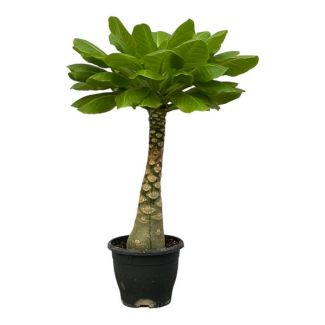 Exotische Zimmerpflanze Birghamia insignis (Hawaiianische Palme), 30 cm hoch, Ø12 cm