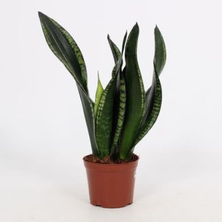 Schwiegermutterzunge, Sansevieria Whitney 12cm - Ø12cm - ↕27cm