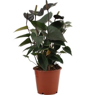 Die Flamingopflanze, Die Liebesblume, Tropisch, Farbe Schwarz, Blühende Zimmerpflanze, Anthurium Black Love - Ø12cm - ↕36cm
