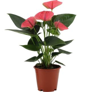 Die Flamingopflanze, Die Liebesblume, Tropisch, Farbe Rosa, Blühende Zimmerpflanze, Anthurium Sweet Dream - Ø12cm - ↕36cm