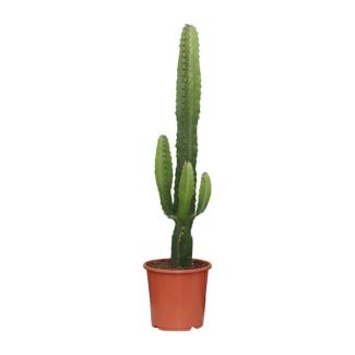 Euphorbia Acrurensis Kaktus - 70 cm hoch - Wüstenartige Zimmerpflanze Ø17cm