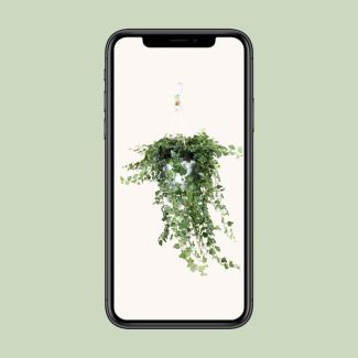 Efeu Wonder Green - Ø24cm - ↕70cm - Ø24 - ↨70cm