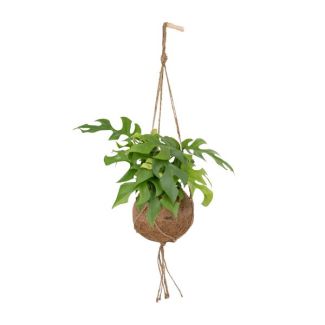 Kokodama Monstera Minima Hängend - Ø15cm - ↕25cm