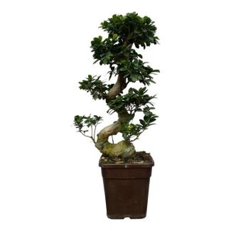 Zimmerpflanze Chinesischer Banyan ca. 80 cm hoch, Ø26 cm