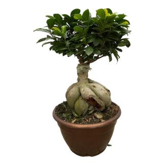 Dunkelgrüner Zimmerpflanze Vorhangfeige (Ficus Microcarpa Ginseng), ca. 50 cm hoch, Ø25cm