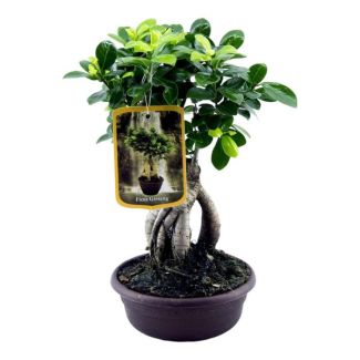 Elegante Zimmerpflanze Ficus Microcarpa Ginseng, ca. 30 cm, Ø17cm