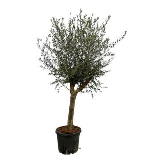 Olivenbaum, etwa 220 cm hoch und 45 cm Durchmesser, wenig Pflegebedarf.