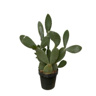 Auffälliger Feigenkaktus mit einer Höhe von 140 cm (Opuntia Ficus Indica), Ø50cm