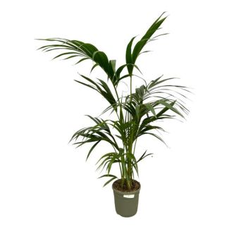Elegante Zimmerpflanze Kentia-Palme, 130 cm Höhe, Ø21 cm