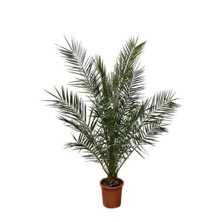 Kanaren-Dattelpalme (Phoenix canariensis), etwa 180 cm hoch