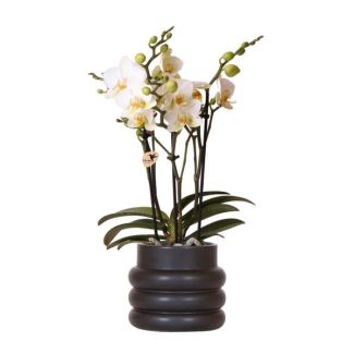 Schmetterlingsorchidee Lausanne, Blumentopf Schwarz, Farbe Weiß, Blühende Zimmerpflanze, Phalaenopsis-Orchideen, Topfgröße Ø9cm