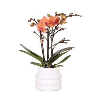 Schmetterlingsorchidee Mineral Bolzano, Bubble-Topf Weiß, Farbe Orange, Blühende Zimmerpflanze, Phalaenopsis-Orchideen, Topfgröße Ø9cm