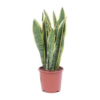 Schwiegermutterzunge, Goldrandpflanze, Schwertförmiges Dunkelgrünes Blatt mit Gelbem Rand Sansevieria Laurentii - 40cm - ø14
