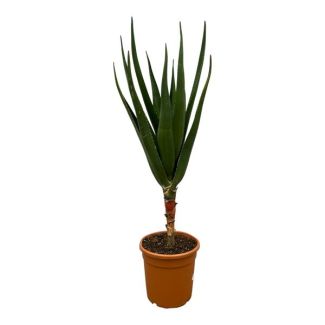 Zimmerpflanze Aloe Barberae, 140 cm hoch, Ø30 cm