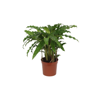 Pfauenpflanze Calathea Bluegrass für das Wohnzimmer, ca. 40 cm hoch, Ø12cm